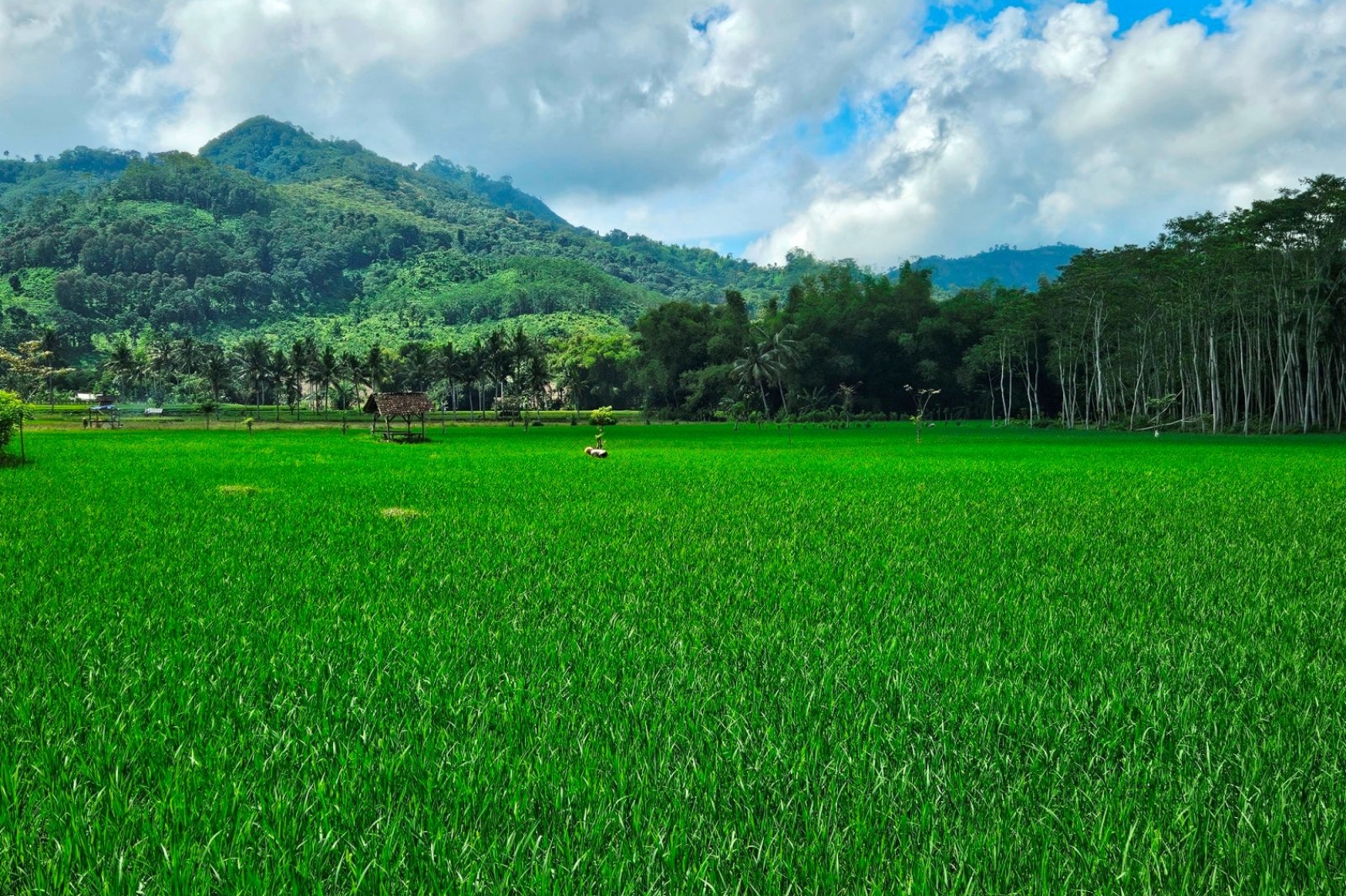 Balinese massage, energetisch holistische massage, chakra massage, lomi lomi massage, triggerpoint.